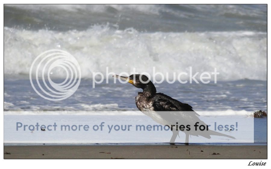 Fotografie