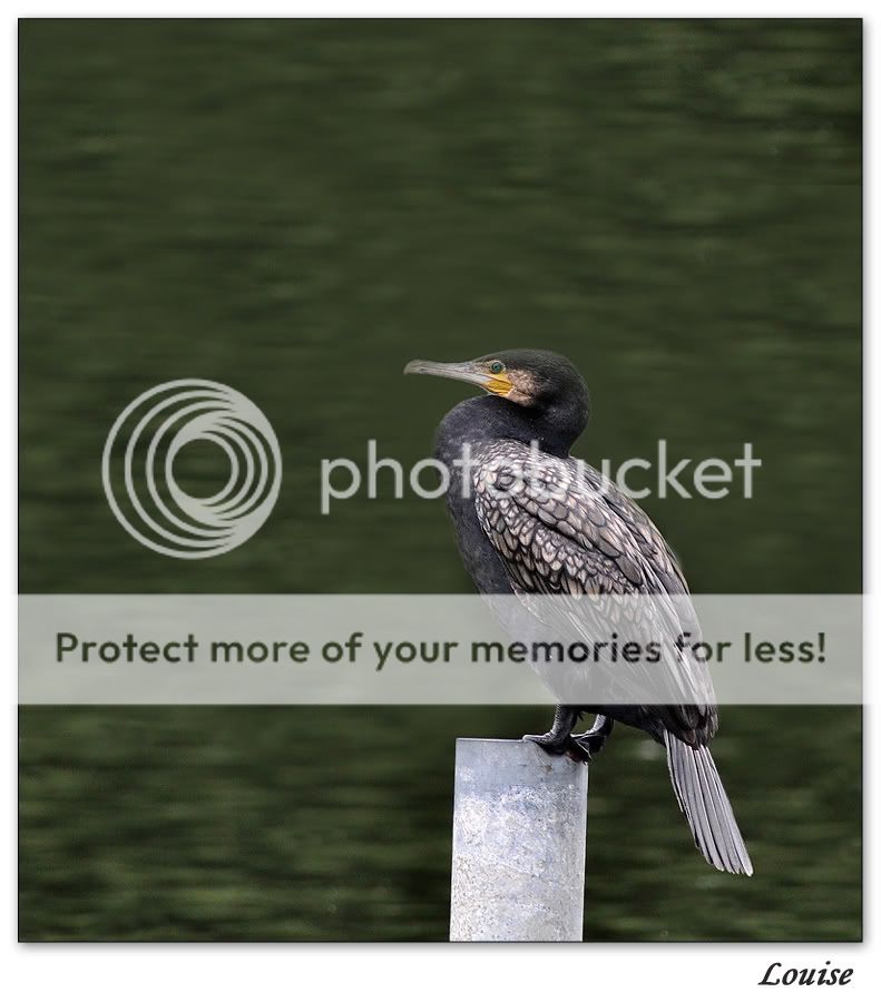 Fotografie