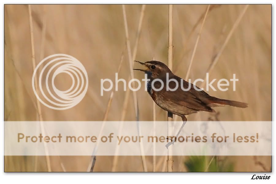 Fotografie