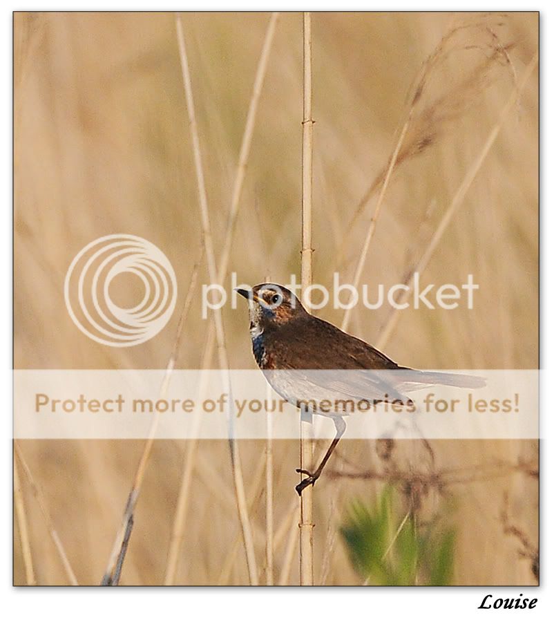 Fotografie