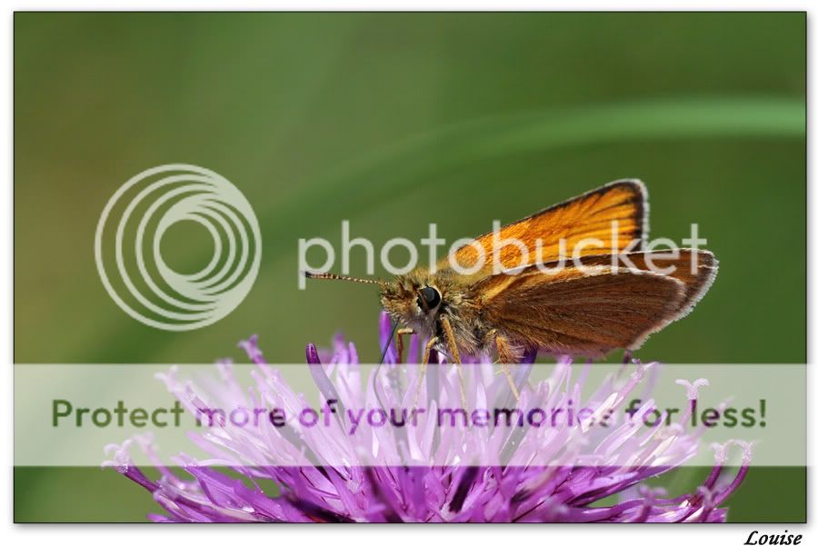 Fotografie
