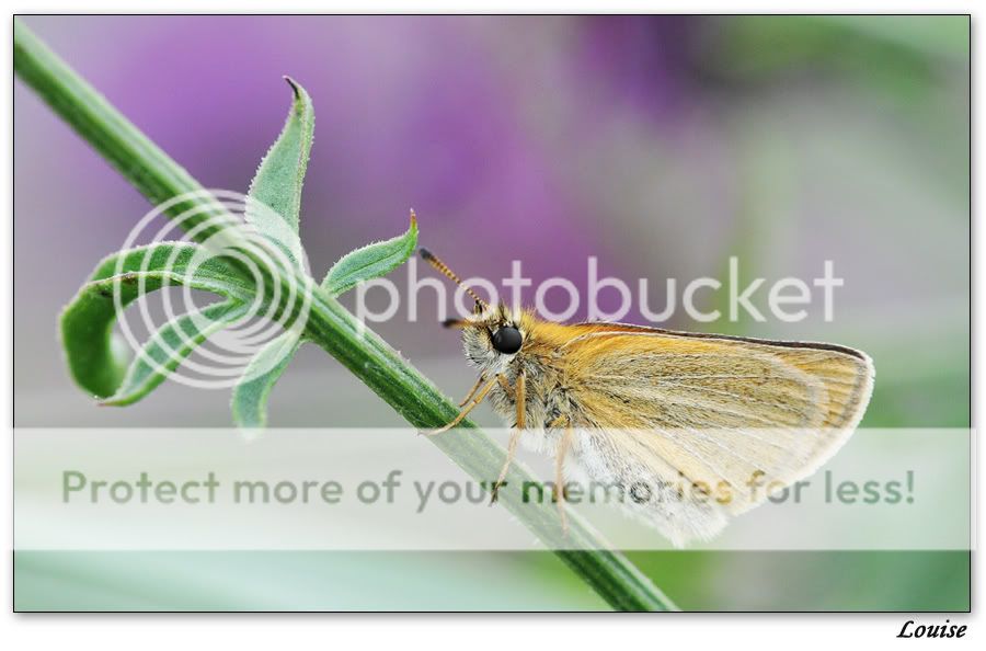 Fotografie
