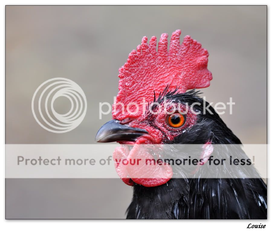 Fotografie