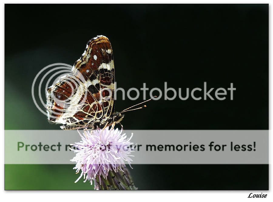 Fotografie