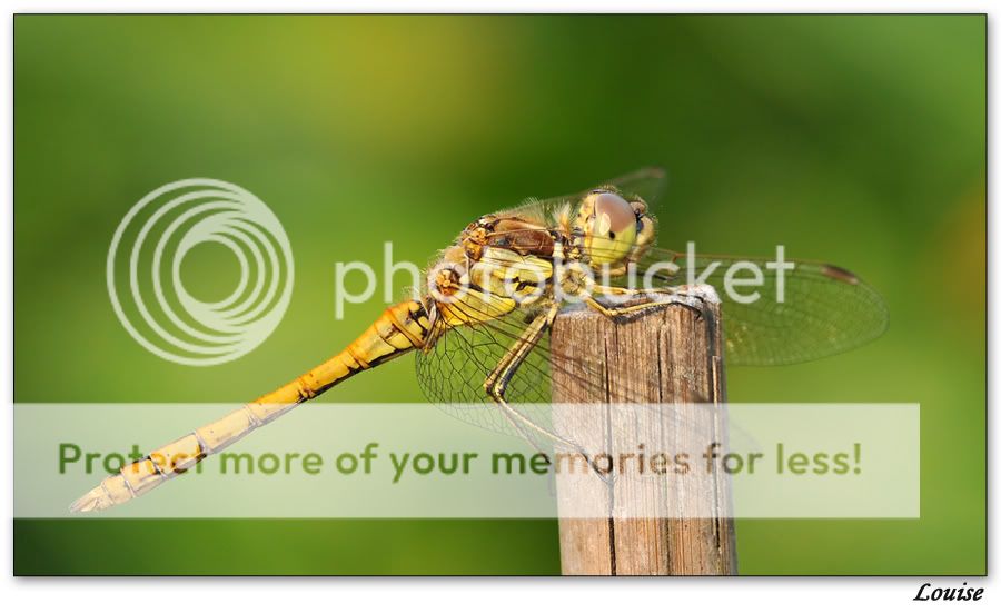 Fotografie