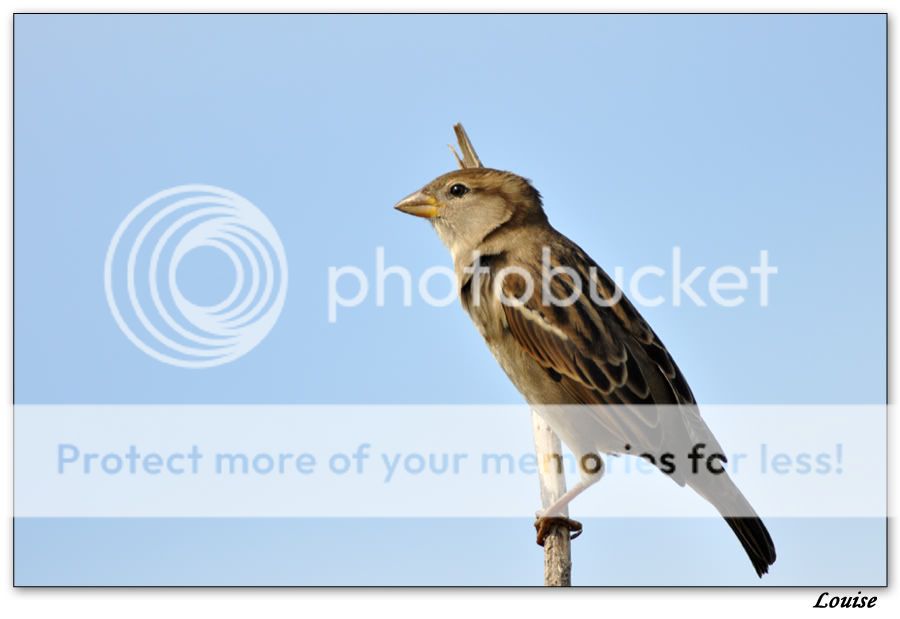 Fotografie