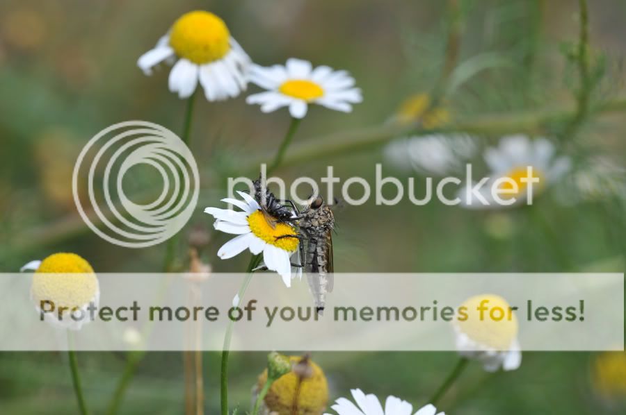 Fotografie