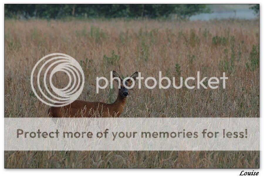 Fotografie