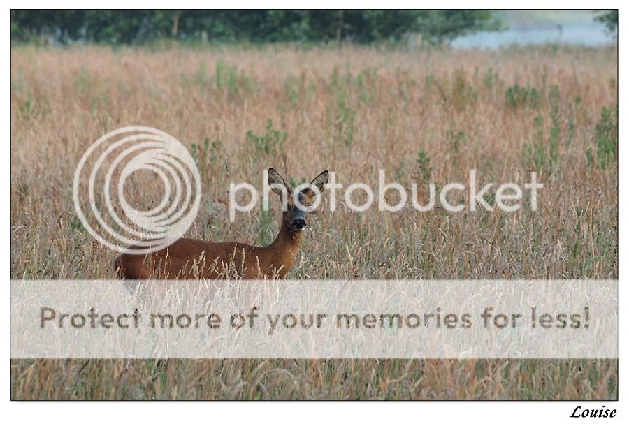 Fotografie