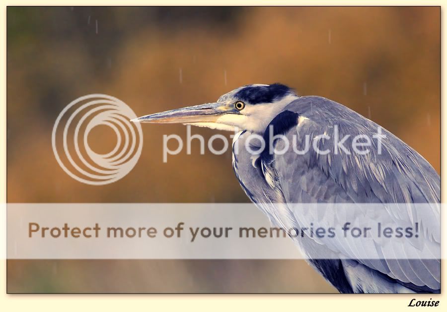 Fotografie