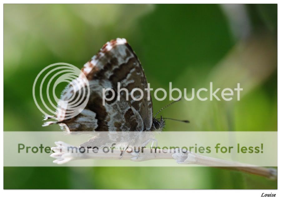 Fotografie