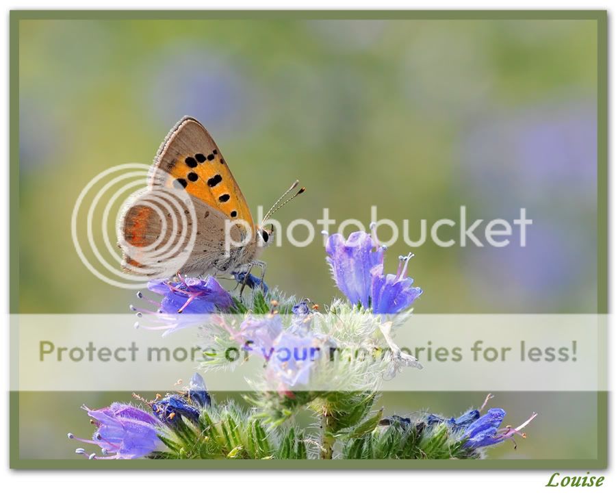 Fotografie