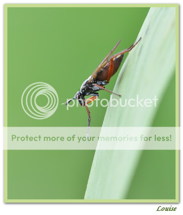 Fotografie