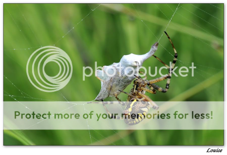 Fotografie