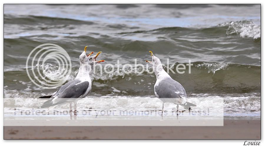 Fotografie