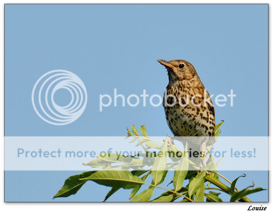 Fotografie