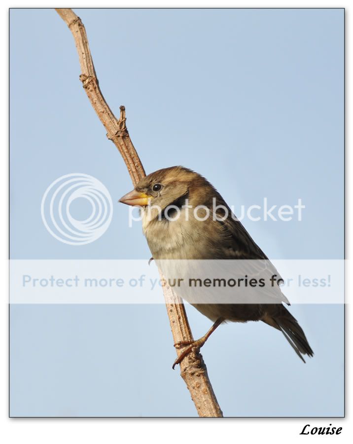Fotografie