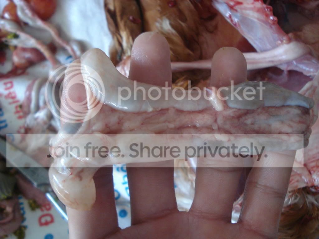 cần giúp chẩn đoán bệnh