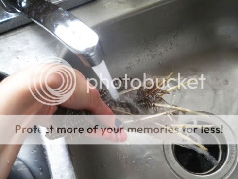 Boiling Feathers from Mom's Guinea Hens 11/22/11