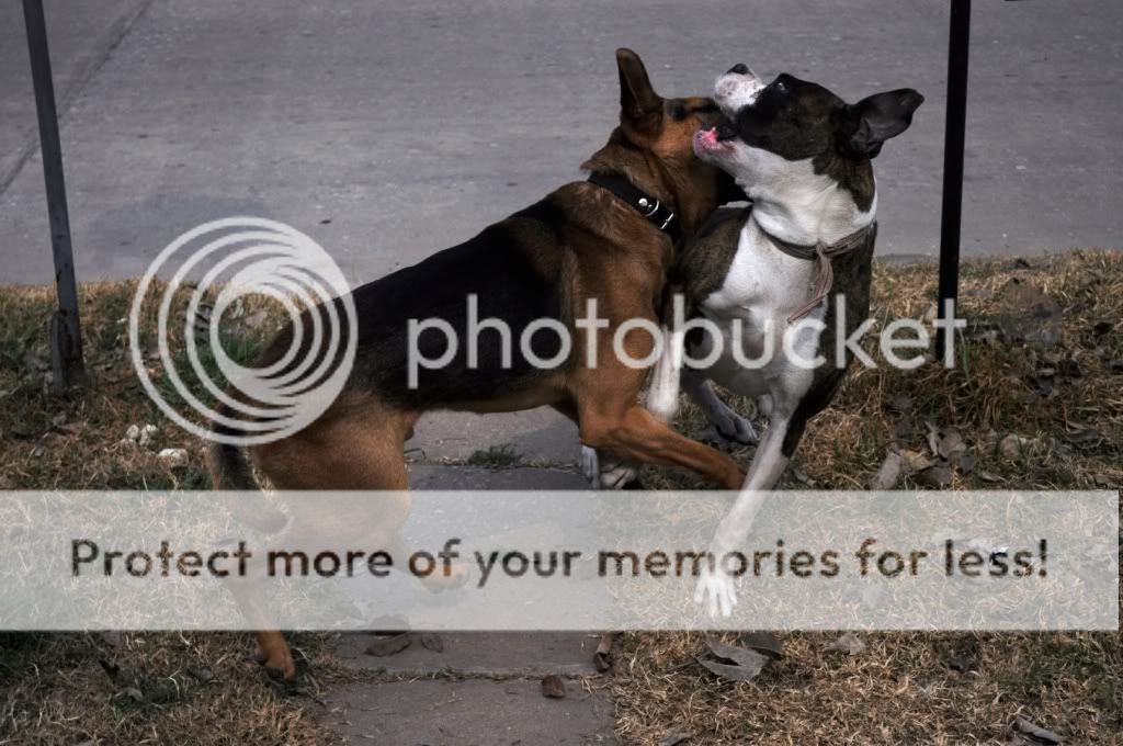 nikon nikon