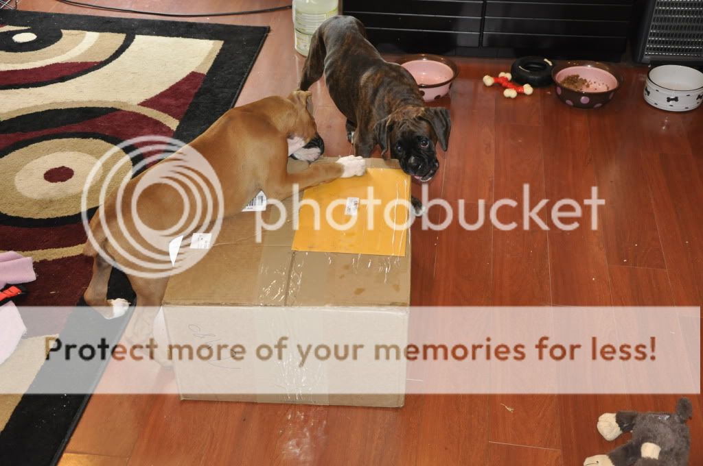 Is the TSA hiring? Boxer Breed Dog Forums