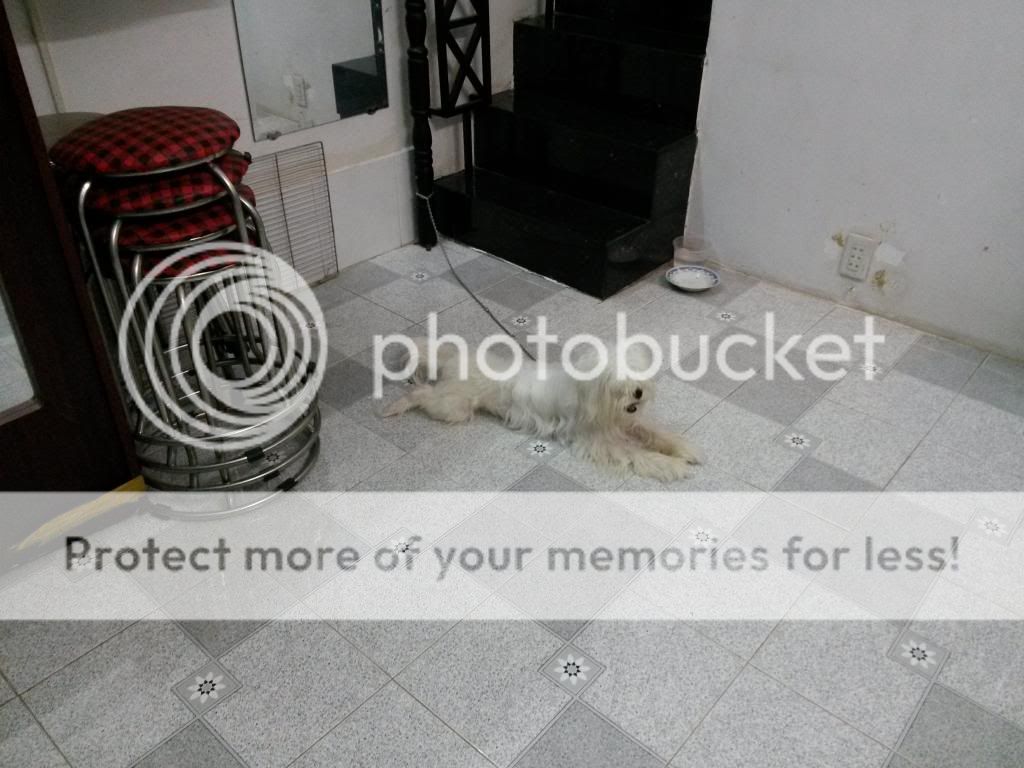 cần bán chó Nhật gần 1 tuổi-màu Trắng-chó Nhật-thông mình-không bệnh tật !!!!!!!!! - 3