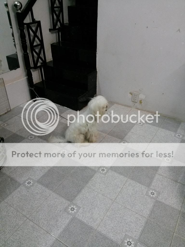 cần bán chó Nhật gần 1 tuổi-màu Trắng-chó Nhật-thông mình-không bệnh tật !!!!!!!!! - 4