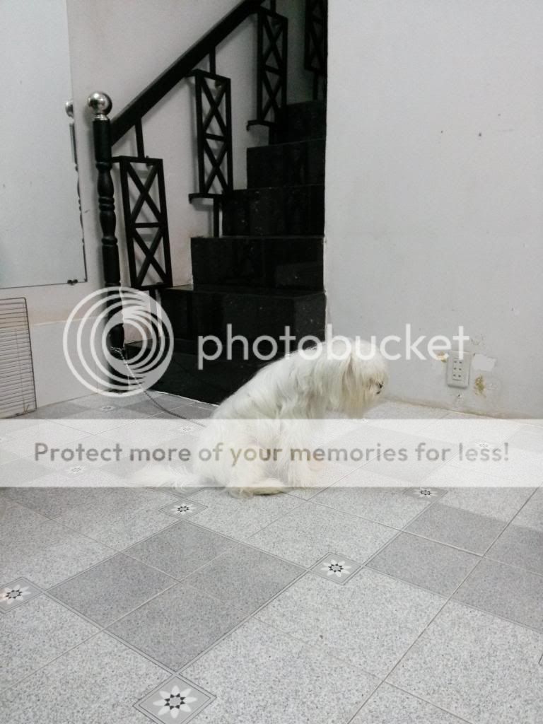 cần bán chó Nhật gần 1 tuổi-màu Trắng-chó Nhật-thông mình-không bệnh tật !!!!!!!!! - 5